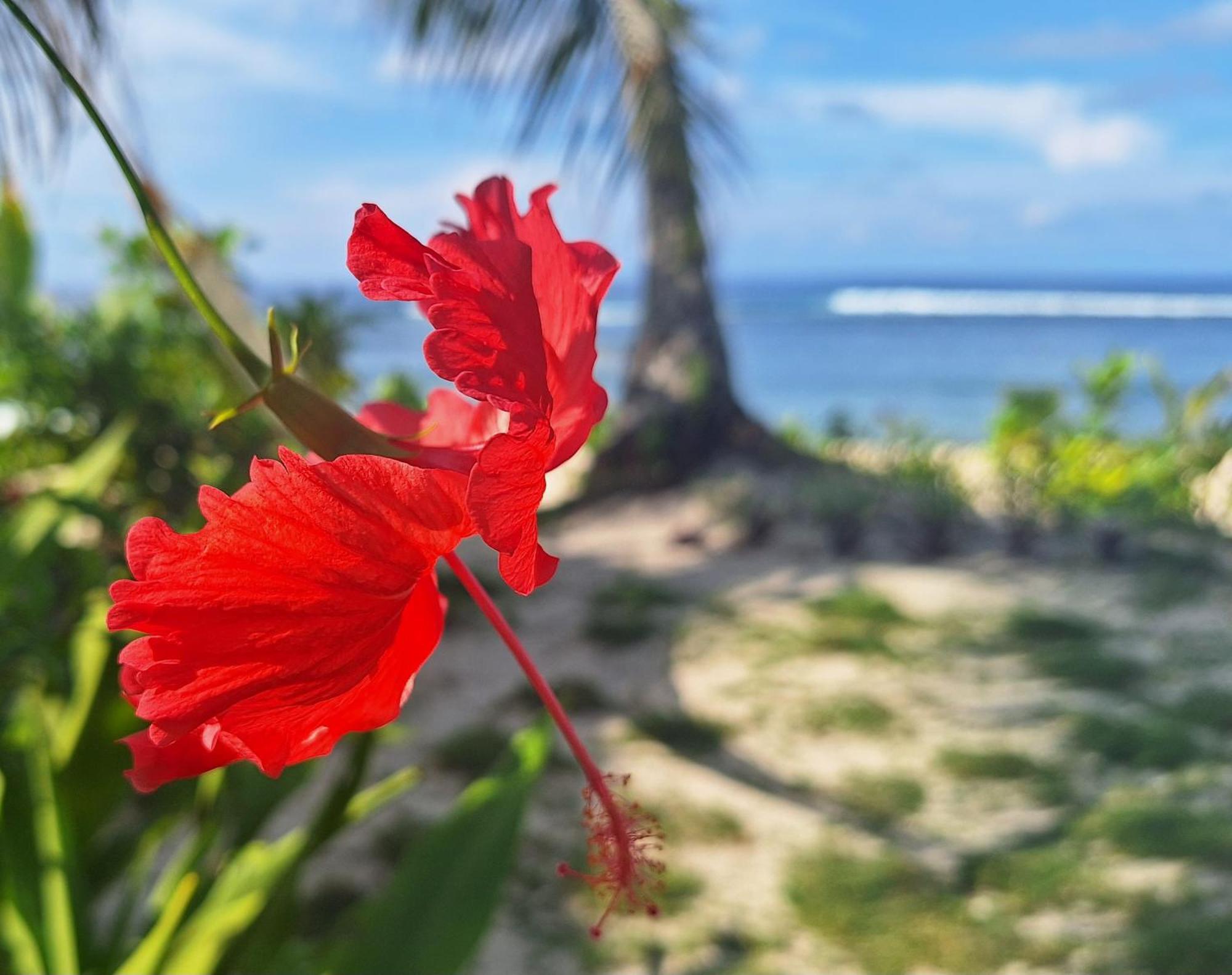 Bamboo Surf Beach San Isidro  ภายนอก รูปภาพ